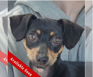 Chipin Dogs for adoption in Huntley, IL, USA