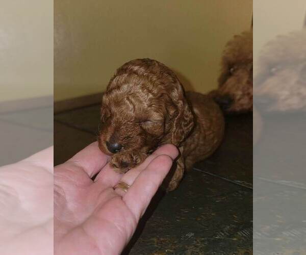 Medium Photo #5 Poodle (Miniature) Puppy For Sale in SPRING HILL, FL, USA