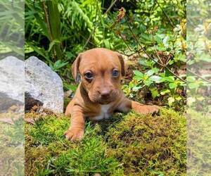 Jack Russell Terrier Puppy for sale in TOPSFIELD, MA, USA