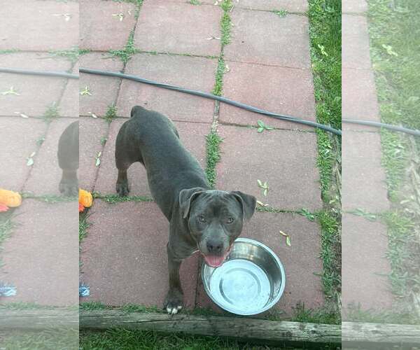 Medium Photo #3 Mutt Puppy For Sale in Woodbury, NY, USA