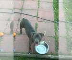 Small #2 Mutt
