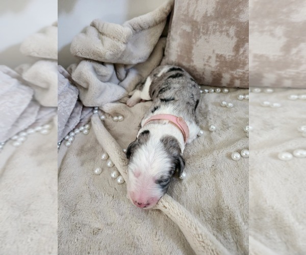 Medium Photo #136 Sheepadoodle Puppy For Sale in LEHI, UT, USA