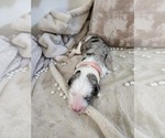 Small Photo #136 Sheepadoodle Puppy For Sale in LEHI, UT, USA