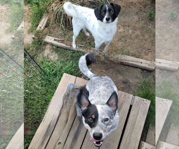 Medium Photo #2 Mutt Puppy For Sale in FAIRLAWN, OH, USA