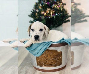Beagle-English Bulldog Mix Puppy for sale in CINCINNATI, OH, USA