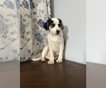 Small #1 Cockapoo (Miniature)