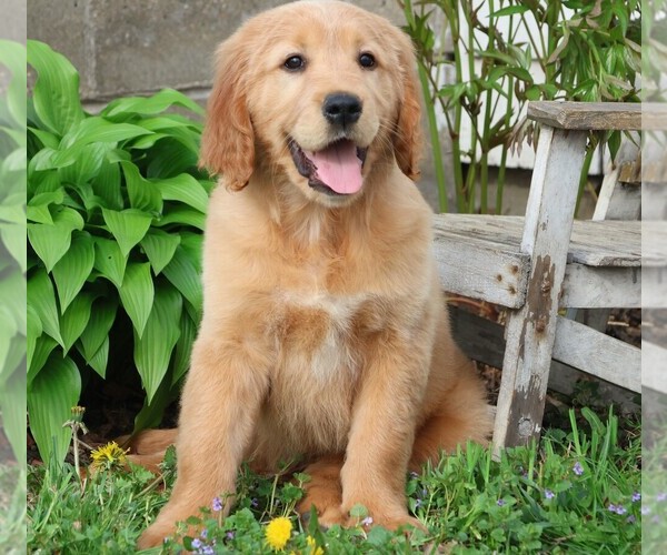 Medium Photo #1 Golden Irish Puppy For Sale in JONES, MI, USA