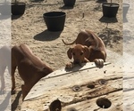 Small Photo #148 Rhodesian Ridgeback Puppy For Sale in MORONGO VALLEY, CA, USA