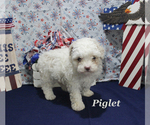 Small #19 Poodle (Toy)