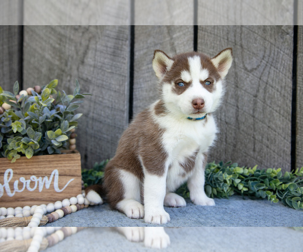 Medium Photo #2 Siberian Husky Puppy For Sale in SHREVE, OH, USA