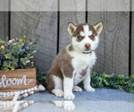Small Photo #9 Siberian Husky Puppy For Sale in SHREVE, OH, USA