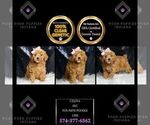 Puppy Celina AKC Poodle (Miniature)