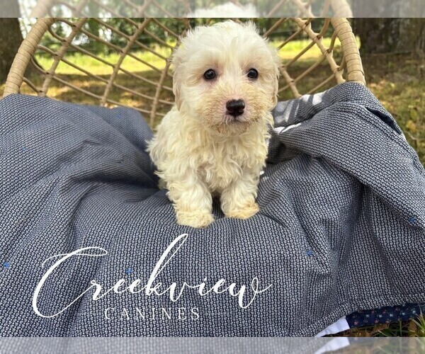 Medium Photo #10 Havachon Puppy For Sale in NIANGUA, MO, USA