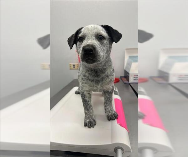 Medium Photo #1 Mutt Puppy For Sale in Corpus Christi, TX, USA