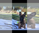 Small Photo #1 Belgian Malinois Puppy For Sale in FRESNO, CA, USA