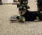 Small Photo #7 Morkie Puppy For Sale in LEBANON, MO, USA