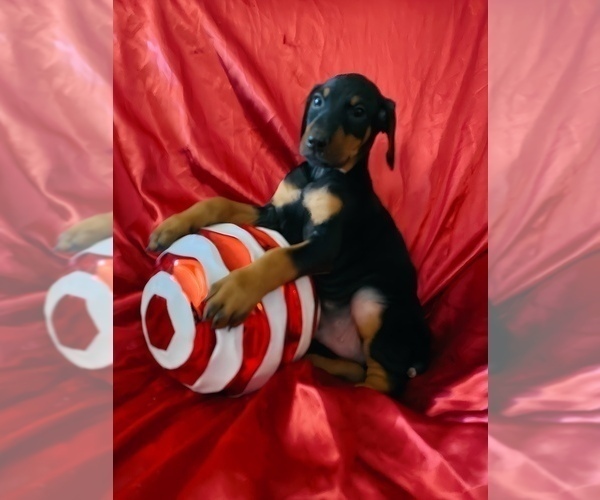 Medium Photo #21 Doberman Pinscher Puppy For Sale in YUCCA VALLEY, CA, USA