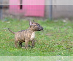 Small Photo #16 Miniature Bull Terrier Puppy For Sale in Kiskoros, Bacs-Kiskun, Hungary