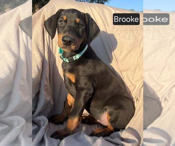 Medium Photo #4 Doberman Pinscher Puppy For Sale in POMEROY, OH, USA