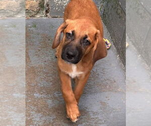 German Shepherd Dog-Unknown Mix Dogs for adoption in Rustburg, VA, USA