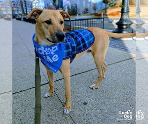 Luca - Male Mutt Dog for Adoption - Photo #5