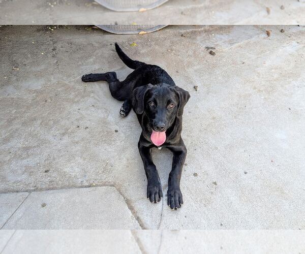 Medium Photo #2 Labrador Retriever-Unknown Mix Puppy For Sale in Clovis, CA, USA