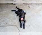 Small #1 Labrador Retriever Mix