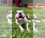 Small #3 American Bulldog