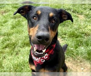 Doberman Pinscher-Unknown Mix Dogs for adoption in Pueblo, CO, USA