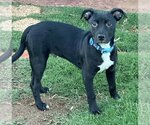 Small #1 American Staffordshire Terrier-Boston Terrier Mix