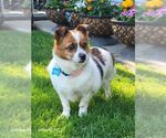 Small #3 Pembroke Welsh Corgi Mix