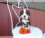 Small Photo #5 Greater Swiss Mountain Dog Puppy For Sale in MILLERSTOWN, PA, USA