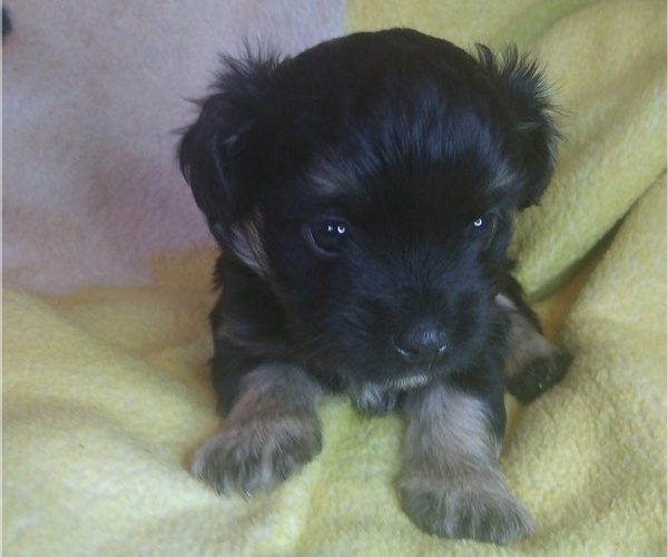 Medium Photo #1 Morkie Puppy For Sale in CLEVELAND, OH, USA