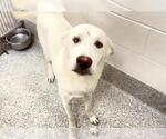 CROSBY - Male Labrador Retriever Dog for Adoption - Small photo