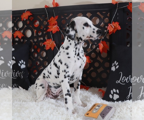 Medium Photo #4 Dalmatian Puppy For Sale in MOUNT VERNON, OH, USA