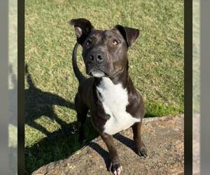 Blue Lacy-Labrador Retriever Mix Dogs for adoption in Conroe, TX, USA