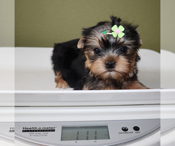 Medium Photo #5 Yorkshire Terrier Puppy For Sale in LOS ANGELES, CA, USA