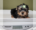 Small #4 Yorkshire Terrier