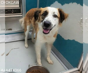 Mutt Dogs for adoption in Oklahoma City, OK, USA