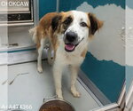 Small Mutt