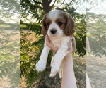 Puppy Puppy 1 Cavalier King Charles Spaniel
