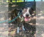 Small #3 American Staffordshire Terrier