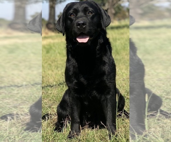 Medium Photo #1 Labrador Retriever Puppy For Sale in GERBER, CA, USA