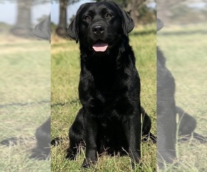 Mother of the Labrador Retriever puppies born on 05/13/2025