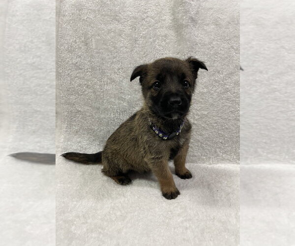 Medium Photo #3 Mutt Puppy For Sale in Imlay City, MI, USA