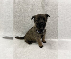 Hallowed Harvest - Batwing - Located in Florida - Male Mutt Dog for Adoption - Photo #3