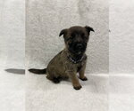 Small Photo #3 Mutt Puppy For Sale in Imlay City, MI, USA