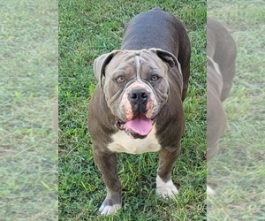 Mother of the Olde English Bulldogge puppies born on 07/29/2026
