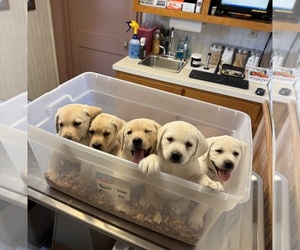 Labrador Retriever Puppy for Sale in ALL HEALING SPRINGS, North Carolina USA