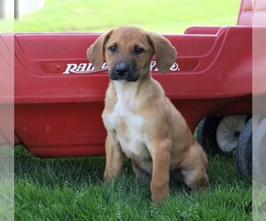 German Shepherd Dog-Unknown Mix Puppy for sale in FREDERICKSBG, OH, USA